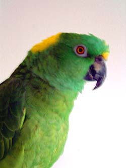 Parrot